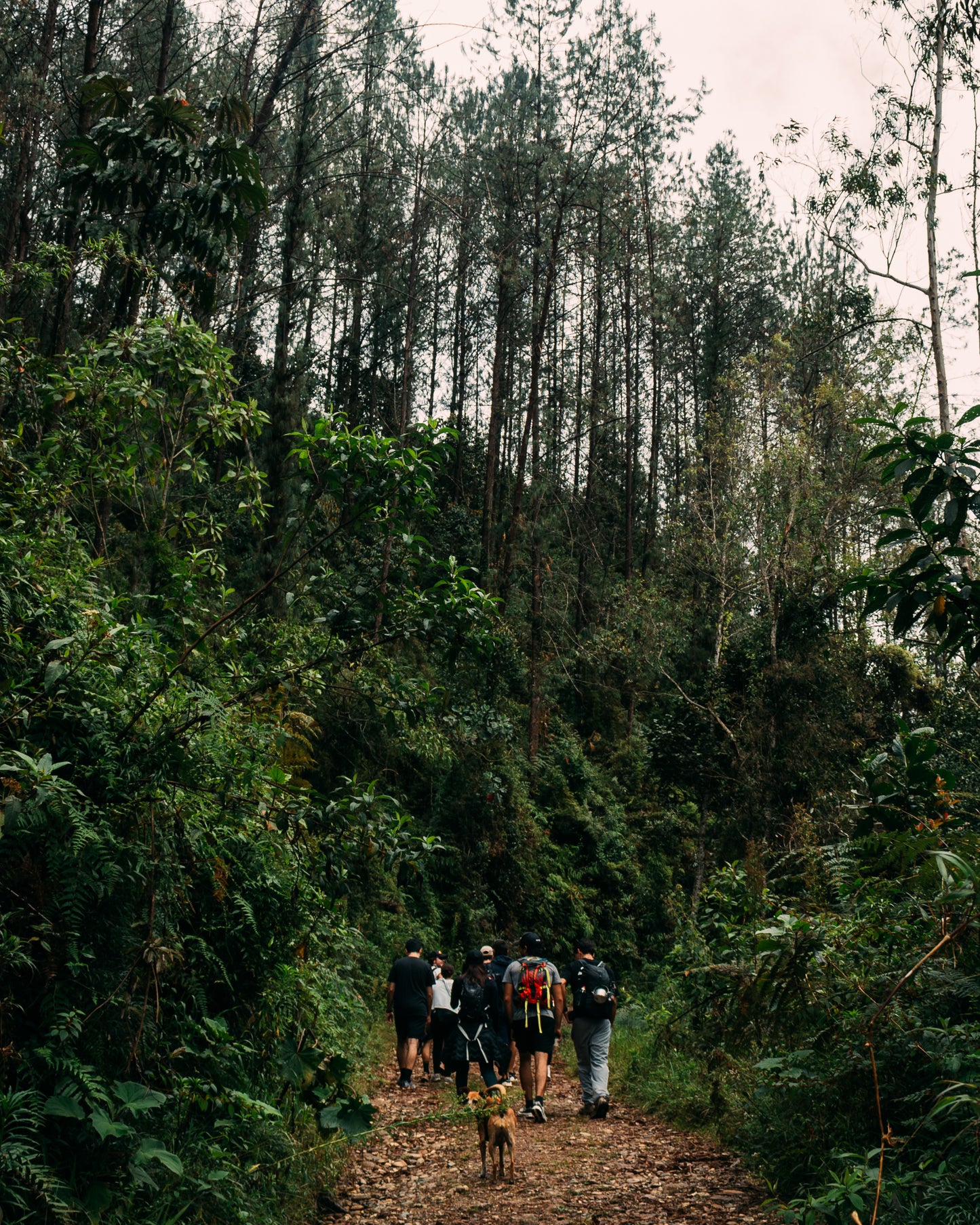 Paso del toro
